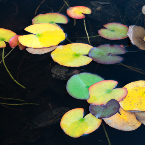  DSC4887 Lily Pads Coulin Estate. FS  Edit Edit